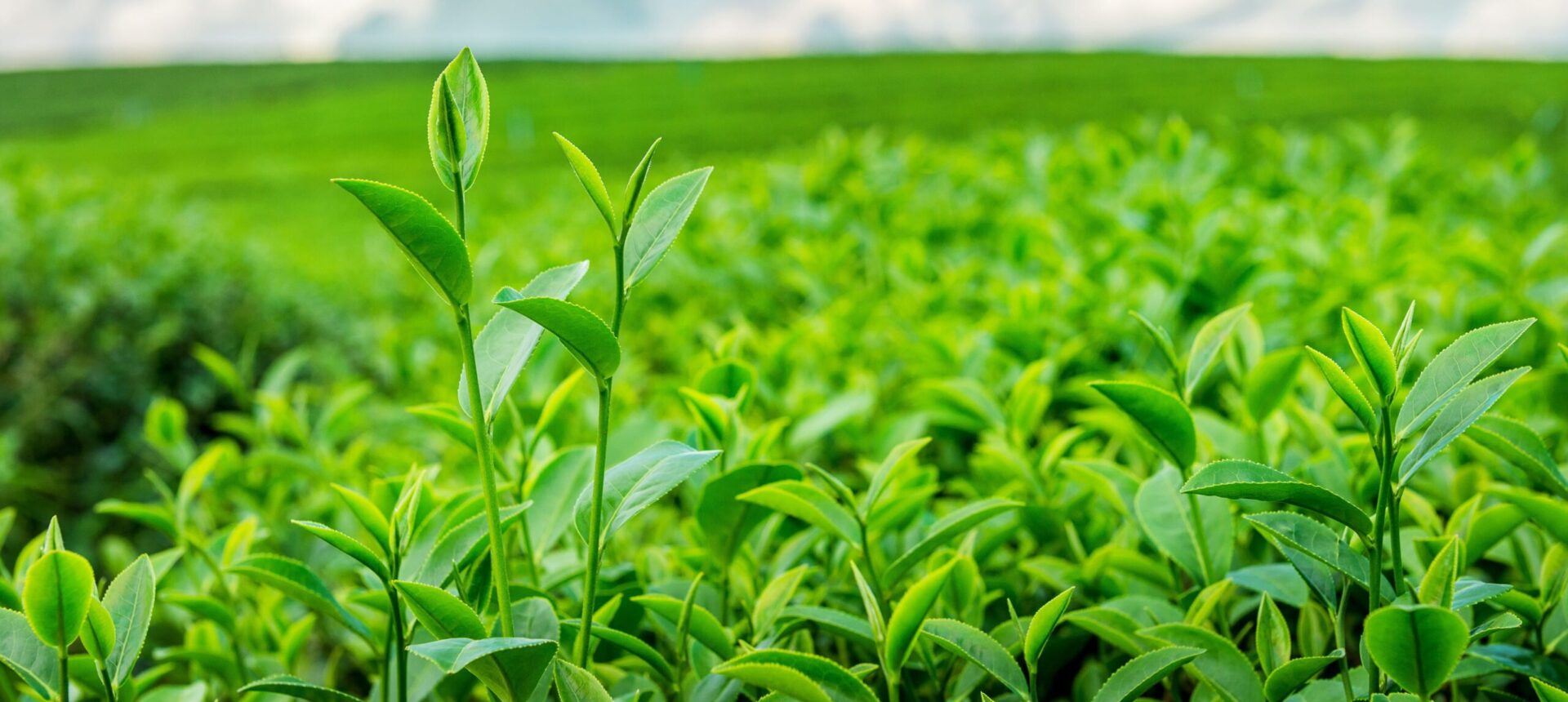 Top Green Tea Manufacturers & Suppliers in Vashi, Navi Mumbai [Updated-2024]