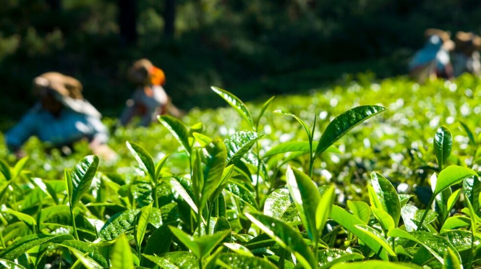 Top Assam tea powder suppliers in Vashi, Navi Mumbai [Updated 2024]